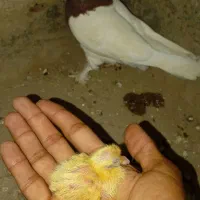 کفتر