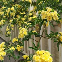 زمین باغی ،سندتک برگ