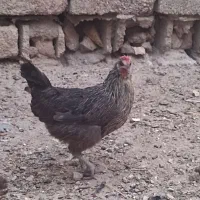 مرغ عربی