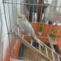 پرنده، عروس هلندی