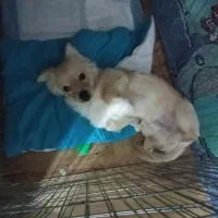 سگ اشپیدز گلدن|سگ|قدس, شهرقدس|دیوار