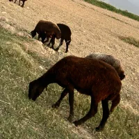 گوسفند و بره|حیوانات مزرعه|سرخنکلاته, |دیوار