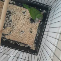 جوجه راهب سبز حدودا ۵۰ روزه