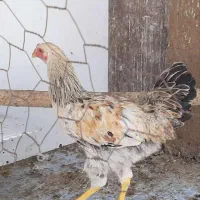 خروس جوان