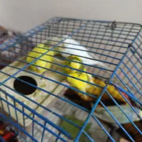 مرغ عشق|پرنده|لامرد, |دیوار