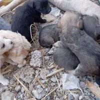 هفت عدد سگ پا کوتا ستا نر چهار تا ماده برای فروش|سگ|جیرفت, |دیوار