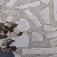 هفتا جوجه بوقلمون با مادر