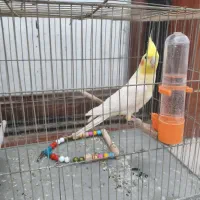 عروس هلندی لوتینیو