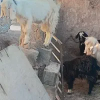 فروش بز و بزغاله|حیوانات مزرعه|قیدار, |دیوار