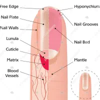 آموزش کاشت ناخن