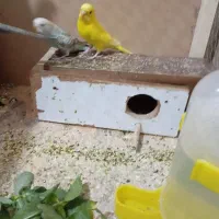 مرغ عشق