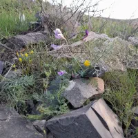 کوه و گرد‌ش