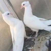 کبوتر  جوجه سفید پاپر