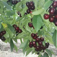 نهال انواع رقم گیلاس و آلبالو|خدمات باغبانی و درختکاری|ارومیه, |دیوار