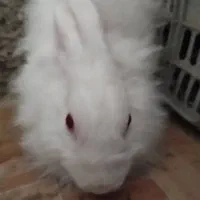 خرگوش لوپی|موش و خرگوش|ایرانشهر, |دیوار