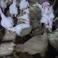 بوقلمون بیوتی|حیوانات مزرعه|قوچان, |دیوار