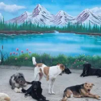 کار در پانسیون سگ