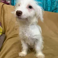 سگ توله ۵ ماه