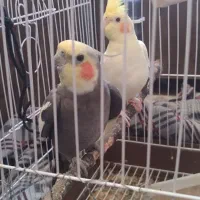 پرنده عروس  چیکو و نانا|پرنده|کیاشهر, |دیوار