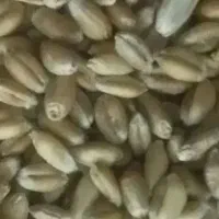 گندم