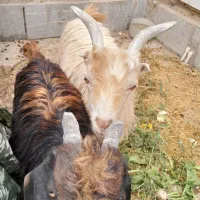 .دوتا بز خونگی جفت نر ماده دوقولو زا َ بشرط|حیوانات مزرعه|حبیب آباد, |دیوار