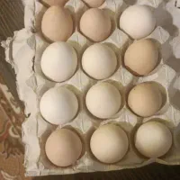 تخم مرغ محلی.هم خوراکی هم نطفه دار