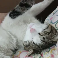 واگذاری گربه