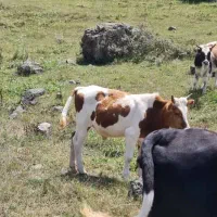 فروش دام|حیوانات مزرعه|مرزن‌آباد, |دیوار