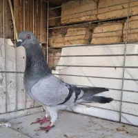 کبوتر مگیر بته دار  نر