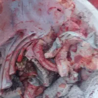 غذای سگ