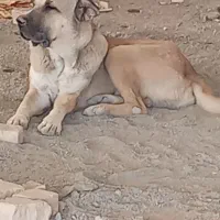 سگ سراب