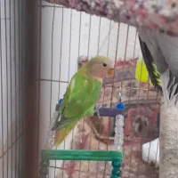 کوتوله دستی اوپال|پرنده|تایباد, |دیوار