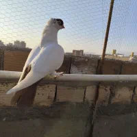 کبوتر هلمت امریکایی طوقی مسافتی|پرنده|هشتگرد, فاز ۳ مهستان|دیوار