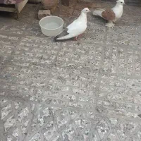 کفتر