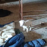 سگ پاکوتاه|سگ|جلین, |دیوار