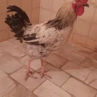 خروس جوان ، خوش هیکل|حیوانات مزرعه|تهران, جیحون|دیوار