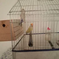 یک جفت طوطی برزیلی کاملا سالم|پرنده|جم, |دیوار