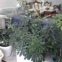 گل شفلرا چندین ساله سرسبز و تنومند