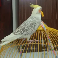 طوطی عروس نر