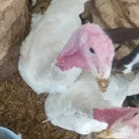 فروش بوقلمون نرپروارشده