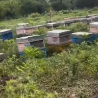 زنبور