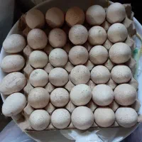 تخم بوقلمون نطفه دار دانه ۷۰