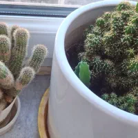 گلهای آپارتمانی|حراج|جاجرود, |دیوار