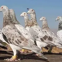 کبوتر هفرنگ هام