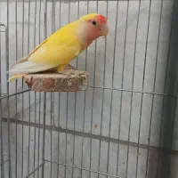 کوتوله  نر زردصورت هلویی مولد