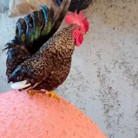 ۳عدد خروس چاپنیز هزارگل|حیوانات مزرعه|آمل, |دیوار