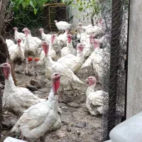 بوقلمون بیوتی شش