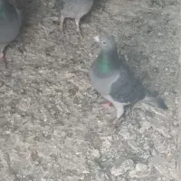 پلاکی|پرنده|قدس, هفت جوی|دیوار