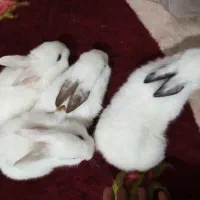 فروش بچه خرگوش نیم لپ