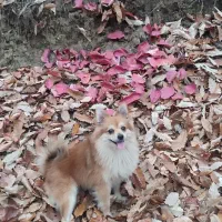 سگ گم شده|حیوانات|گرگان, |دیوار